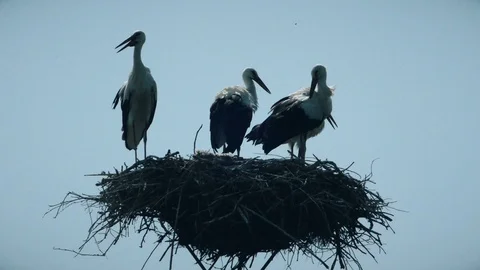 Storks in the nest Stock Footage 96102837