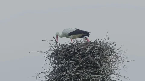 Storks in the  nest. Stock Footage 124011879
