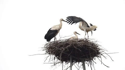 Storks in the nest Stock Footage 127975798