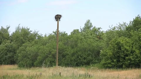 STORK'S NEST Stock Footage 158126928