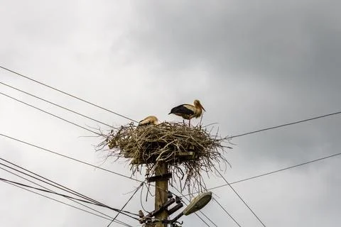 Storks in nest on a high electric pole Stock Photos