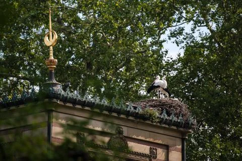 Storks in the nest Stock Photos
