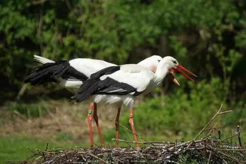 Storks in the nest Stock Photos