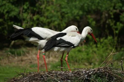 Storks in the nest Stock Photos