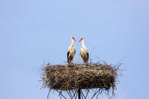Stork's nest Stock Photos