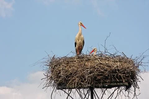 Stork's nest Stock Photos