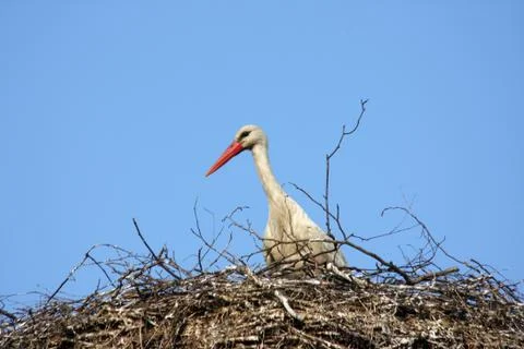 Stork's nest Stock Photos