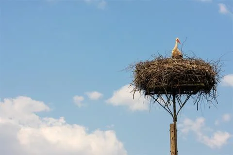 Stork's nest Stock Photos