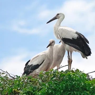Storks in the nest Stock Photos
