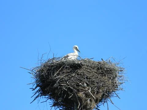 The Stork's Nest Stock Photos