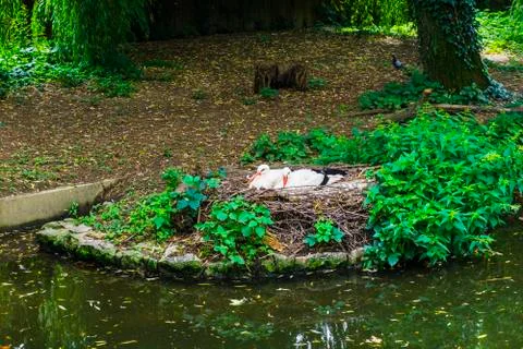 Storks in the nest Stock Photos