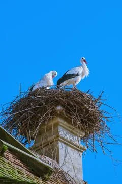 Storks in a nest Stock Photos