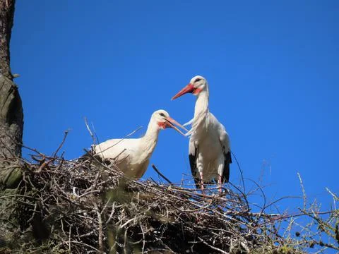 Storks in nest Stock Photos
