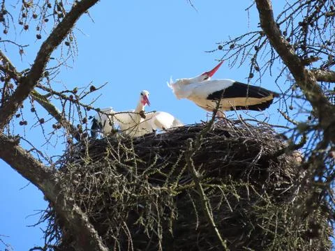 Storks in nest Stock Photos