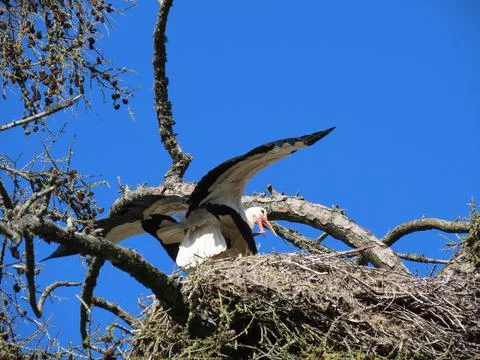 Storks in nest Stock Photos