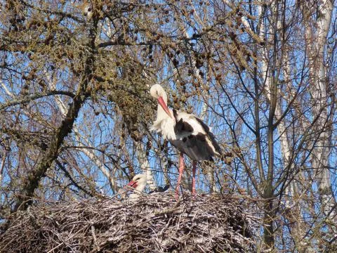 Storks in nest Stock Photos
