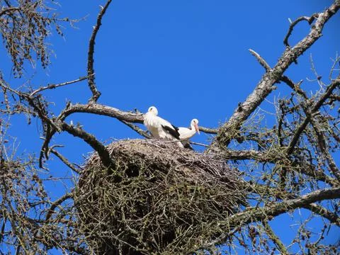 Storks in nest Stock Photos