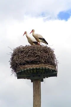 Storks in a nest Stock Photos