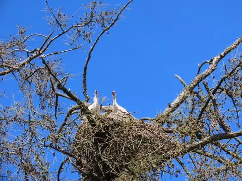 Storks in nest 스톡 사진