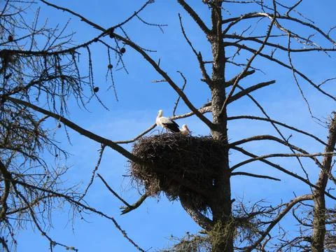 Storks in nest Stock Photos