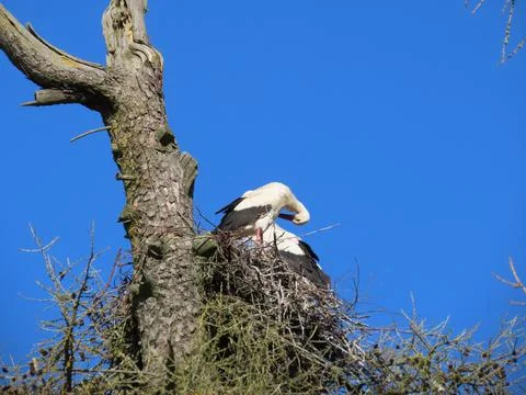 Storks in nest Stock Photos
