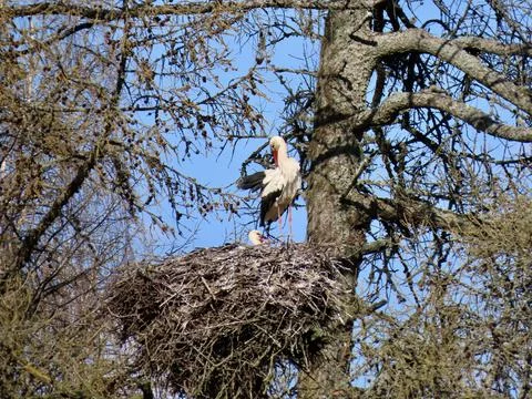 Storks in nest Stock Photos