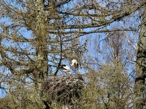 Storks in nest Stock Photos
