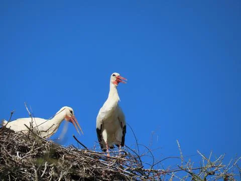 Storks in nest Stock Photos