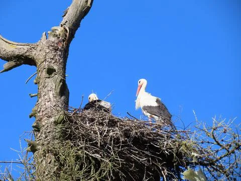 Storks in nest Stock Photos