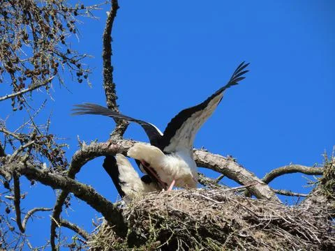 Storks in nest Stock Photos