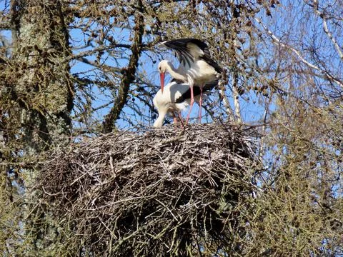 Storks in nest Stock Photos