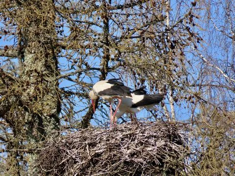 Storks in nest Stock Photos