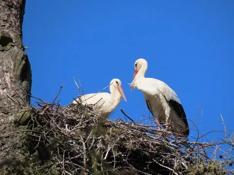 Storks in nest Stock Photos