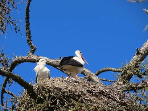 Storks in nest Foto stock