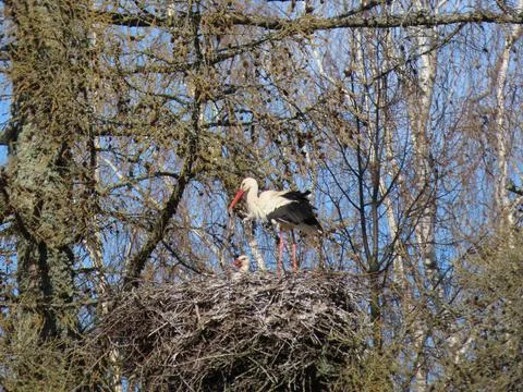 Storks in nest Stock Photos