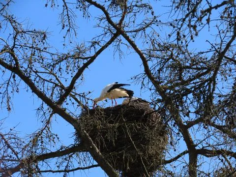 Storks in nest Foto stock