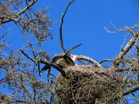 Storks in nest Foto stock