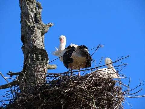 Storks in nest 스톡 사진