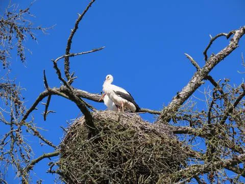 Storks in nest Stock Photos
