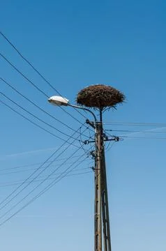 Stork's nest Stock Photos