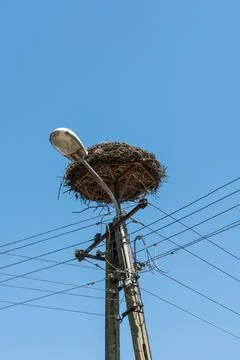 Stork's nest Stock Photos