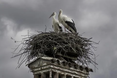 Storks in the nest Stock Photos