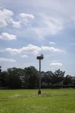 Storks Nest Stock Photos