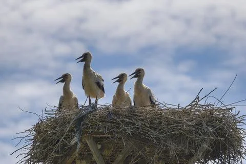 Storks in the nest Stock Photos