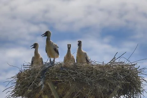 Storks in the nest Stock Photos