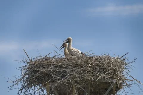 Storks in the nest Stock-Fotos