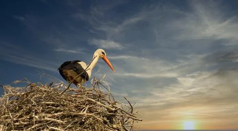 Storks in the nest Stock Photos