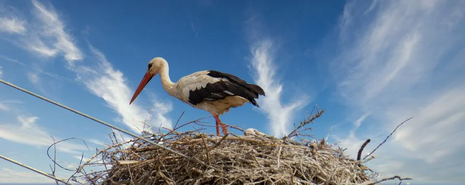 Storks in the nest Stock Photos