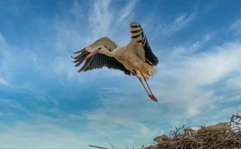 Storks in the nest Stock Photos