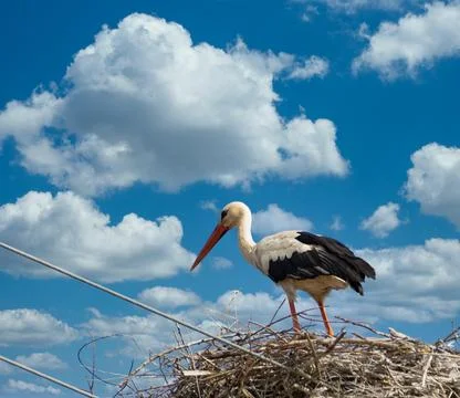 Storks in the nest Stock Photos